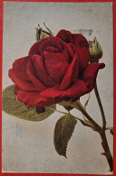 Entier Postal Suisse Timbré Sur Commande (1922) Thème Rose, Yoghurt, Sang, Diabète, Maladies ... - Rosen