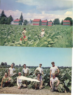 '' SUCKERING '' The TABACCO  CROP.  - CURING KILNS ARE In The BACKROUND  - - Other & Unclassified