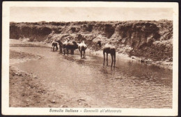 SOMALIA ITALIANA - CAMMELLI ALL ABBEVERATA - F.P. - Somalia