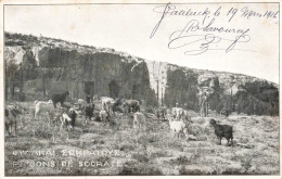 Grècee -  Prison De Socrate - Chèvre - Animé - Cachet Armée D'orient - Carte Postale Ancienne - Grecia