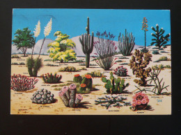 Carte Postale Postcard Cactus Of The Great South West USA 1972 - Cactussen