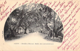 AFRIQUE - ALGER - Jardin D'Essai Allée Des Caoutchoucs - Carte Postale Ancienne - Women