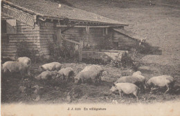 Elevage De COCHONS (en Suisse ) "En Villégiature" - Schweine