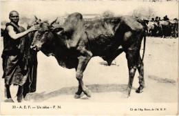 PC AFRICA A.E.F. UN ZEBU ETHNIC TYPES (a43157) - Afrique