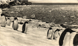 PC ILES FALKLAND, PINGUINS, Vintage Postcard (b48525) - Falkland Islands