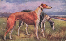 ANIMAUX Et FAUNE - Chiens - Greyhounds - Colorisés  -  Carte Postale Ancienne - Perros