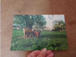 129 // PHOTO 19 X 12 CM / VACHES - Europe