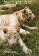 White Tiger Cubs - Cincinnati Zoo - Ohio - Photo By Sarge Marsh - Cincinnati