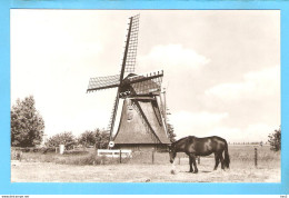 Leeuwarden Molen En Paard Kalverdijkje ML1472 - Leeuwarden