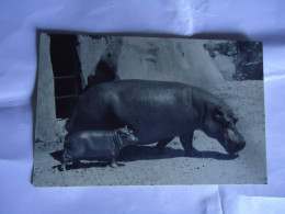 FRANCE    POSTCARDS  ZOO  PARK  ANIMALS HIPPO  HIPPOPOTAMUSES - Hipopótamos