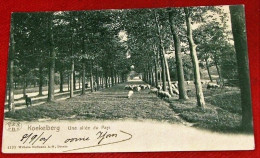 BRUXELLES -  KOEKELBERG  -  Une Allée Du Parc   -  1904  - - Koekelberg