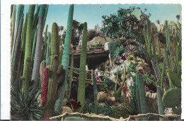 MONACO JARDIN EXOTIQUE  AGAVE ET ECHINOCACTUS GRUSONII TIMBRE RAINIER III EN 1950/60 - Exotic Garden