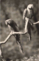 ANIMAUX - Oiseaux - Perroquets  -  Carte Postale Ancienne - Uccelli