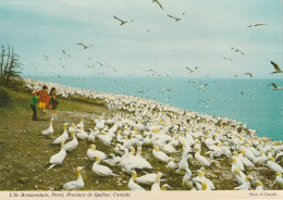 L'Ile Bonaventure, Perce, Province De Quebec  Sanctuaire De Milliers De Fous De Bassan Et D'autres Oiseaux - Percé