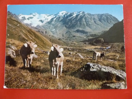 DAVOS DISCHMA  ALP-IDYLL BEIM GASTHAUS DÜRRBODEN - Davos