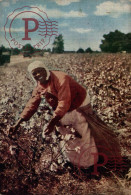 CAROLINA COTTON PICKER  Afro Americana Coleccionblack - Black Americana