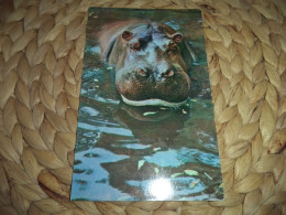 Postkarte Postcard Hippo - Flusspferde