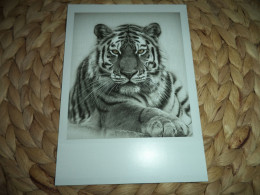 Tiger Postkarte Postcard - Tiger