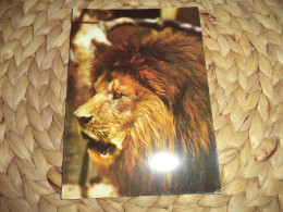 Löwe  Postkarte Postcard Pressfoto - Lions