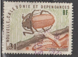 NOUVELLE -CALEDONIE -  Faune - Insecte - Agrianome Faiemairei (Ver De Bancoule) -Coléoptére - Gebraucht