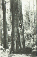 Australia. FERNSHAW, "Giant Eucalyptus" - Altri & Non Classificati