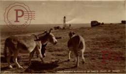 FAROS. PHARE. LIGHTHOUSE. RPPC. DONKEYS AT PENINNIS ST MARY'S. ISLES OF SCILLY - Scilly Isles