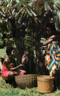 African Ethnic Types And Scenes Women Picking Bananas - Afrique