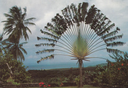 Martinique Basse Pointe Plantation Leyritz De Bon Voisins Cocotiers Et Arbre Du Voyageur - La Trinite