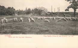 Bussum Heide Aan Den Weg Naar Hilversum Schapen ZW154 - Bussum