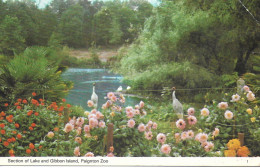 PAIGNTON ZOO, PAIGNTON, DEVON, ENGLAND. UNUSED POSTCARD   Wt4 - Paignton