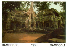 Cambodge : Siem Reap - Cambodge