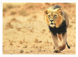 Lion, Unused WWF Large Postcard. Publisher World Wide Fund For Nature, Switzerland Photo: Shutterstock - Lions