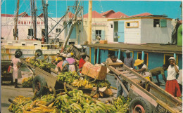 BANANA TRADERS - BRIDGETOWN - BARBADOS - ST.LUCIA - Bermuda