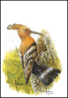 CM / MK** - 3200 - BUZIN - Huppe Fasciée / Hop Vogel / Wiedehopf / Hoopoe / Upupa Epops - SIGNÉ / GETEKEND - Specht- & Bartvögel