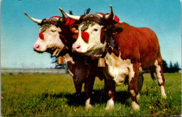 Canada Nova Scotia Halifax Prize Yoke Of Oxen - Halifax