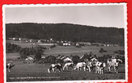 ZWN-10  Le Jonchère Et Les Hauts-Geneveys.  Troupeau De Vaches Au 1er Plan. Visa ACF 1939. NC. Perrochet-Phototypie 4042 - Les Hauts-Geneveys