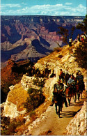 Arizona Grand Canyon Daily Mulr Train At The Top Of Bright Angel Trail - Gran Cañon