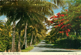 CPSM Typical Nassau Road Scene-Bahamas-Beau Timbre       L2360 - Bahamas
