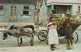 The Tropical Caribbean  Native Coconut Vendor  Possibly Barbados - Barbados (Barbuda)