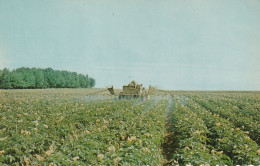 Potatoes In Bloom, And Spraying In The Upper Saint John River Valley, New Brunswick - Andere & Zonder Classificatie