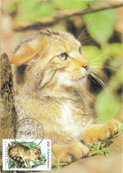 330  Chat Sauvage: Carte Maximum 1989 - Wildcat Maximum Card From Romania. Cat - Autres & Non Classés