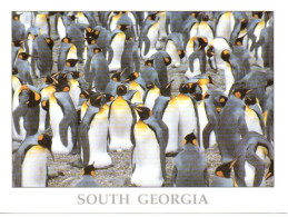 Antarctique SOUTH GEORGIA 2023 - Grytviken Museum (carte Format 15 X 20) CP3 - Other & Unclassified