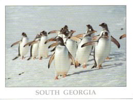 Antarctique SOUTH GEORGIA 2023 - Grytviken Museum (carte Format 15 X 20) CP4 - Altri & Non Classificati