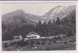 Les Sciernes D'Albeuve, Le Thabor, Vaches. Carte-photo - Albeuve