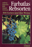 Buch Farbatlas Rebsorten 300 Sorten Und Ihre Weine Von Ambrosi, Dettweiler, Rühl, Schmid Und Schumann 1994, Verlag Ulmer - Sonstige & Ohne Zuordnung