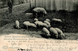 Landwirtschaft - S-o MÜNCHEN LANDW.-AUSSTELLUNG 4.7.1903 Auf Entspr. Ausstellungs-Postkarte I-II Paysans - Altri & Non Classificati