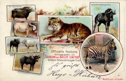 Zirkus Zebra, Gnu, Tiger, Büffel Barnum And Bailey Limited 1900 I-II - Zirkus