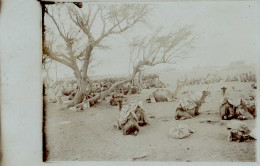 Kolonien Deutsch-Südwestafrika Foto-AK Kamelkarawane Stempel Keetmanshoop I-II Colonies - Storia