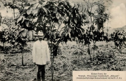 Kolonien Kamerun Kakao Farm I-II Colonies - Geschichte