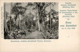 Kolonien Kamerun Victoria Cacaobäume Einjährig I- Colonies - Storia